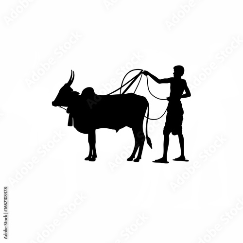 Farmer standing with bullock, adjusting harness silhouette on white background