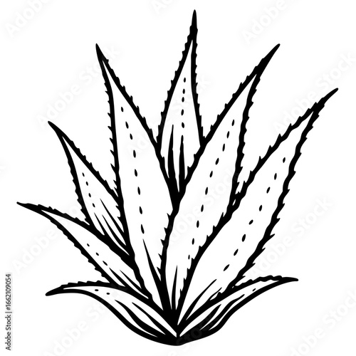 aloe vera plant