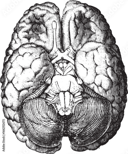 Detailed brain anatomy illustration medical science