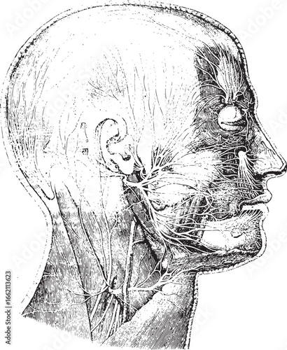 Human head nerves anatomical illustration anatomy medical illustration