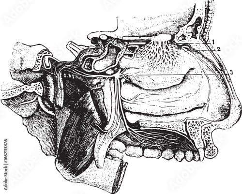 Human nasal cavity anatomy diagram human anatomy olfactory epithelium