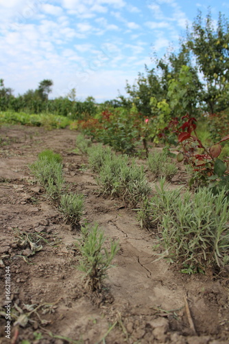 Rows of Young Plants Growing in a Field Under a Cloudy Sky