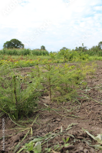 Rows of Young Plants Growing in a Field Under a Cloudy Sky