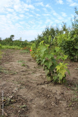 Rows of Young Plants Growing in a Field Under a Cloudy Sky