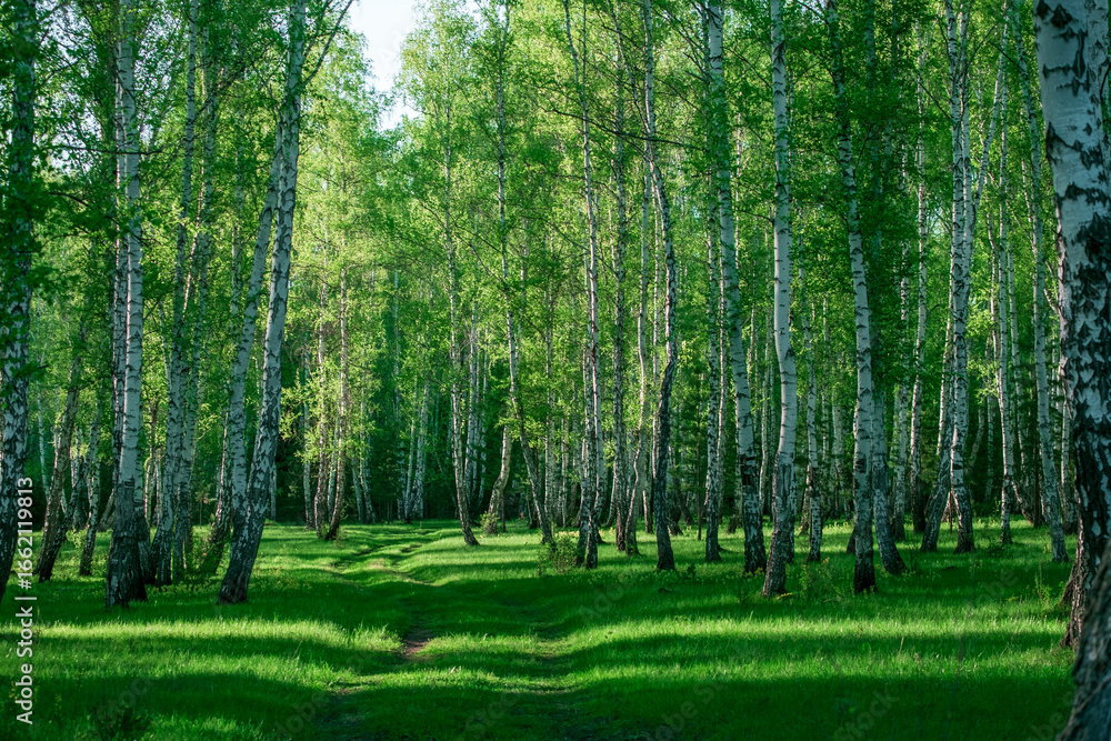 Obraz premium landscape inside a birch grove on a summer day