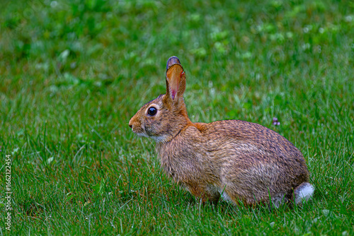 A curious cottontail rabbit pauses in the lush green grass, its dark eyes wide with alertness. Perfectly still, it blends into its natural surroundings with quiet elegance in our yard in Windsor NY