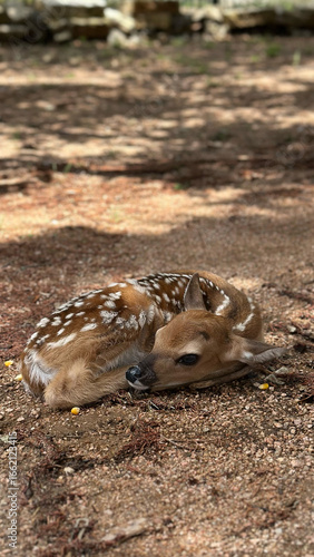 Obraz na płótnie Adorable fawn resting in sunlit forest environment featuring gentle baby deer na