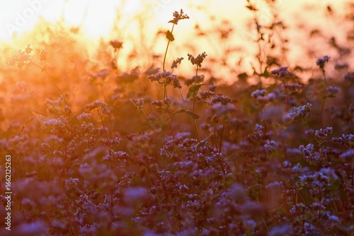 Buckwheat fild in the golden sunset light.