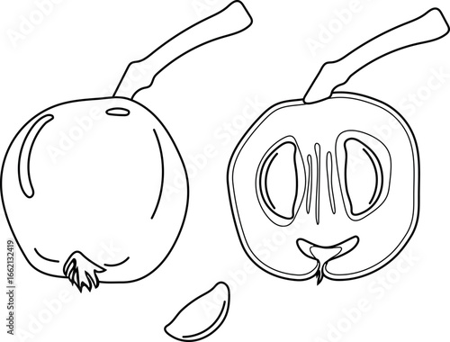 Coloring page with fruit of rowan (Sorbus aucuparia), cross section of rowan berry and seed isolated on white background
