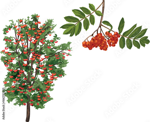 Large rowan tree (Sorbus aucuparia) and bunch of ripe red rowan berries with two green leaves isolated on white background	