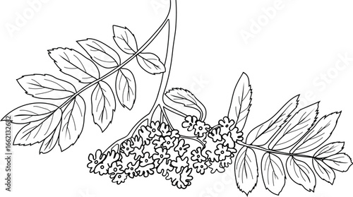 Coloring page with inflorescence of rowan tree (Sorbus aucuparia) with leaves isolated on white background	