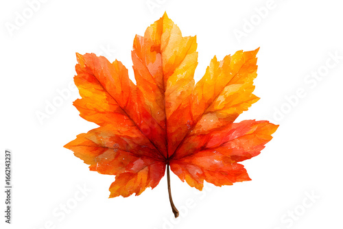 Fototapeta Naklejka Na Ścianę i Meble -  Maple autumn leaf PNG illustration with transparent background, perfect for seasonal designs, fall-themed projects, nature-inspired artworks, and decorative elements