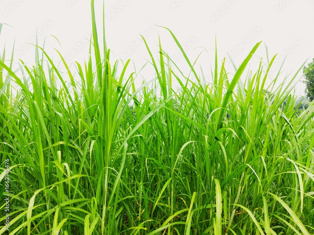 Fototapeta premium Fresh tall green grass field under bright daylight, natural tropical vegetation background perfect for nature, ecology, environment, landscape, and outdoor design resources