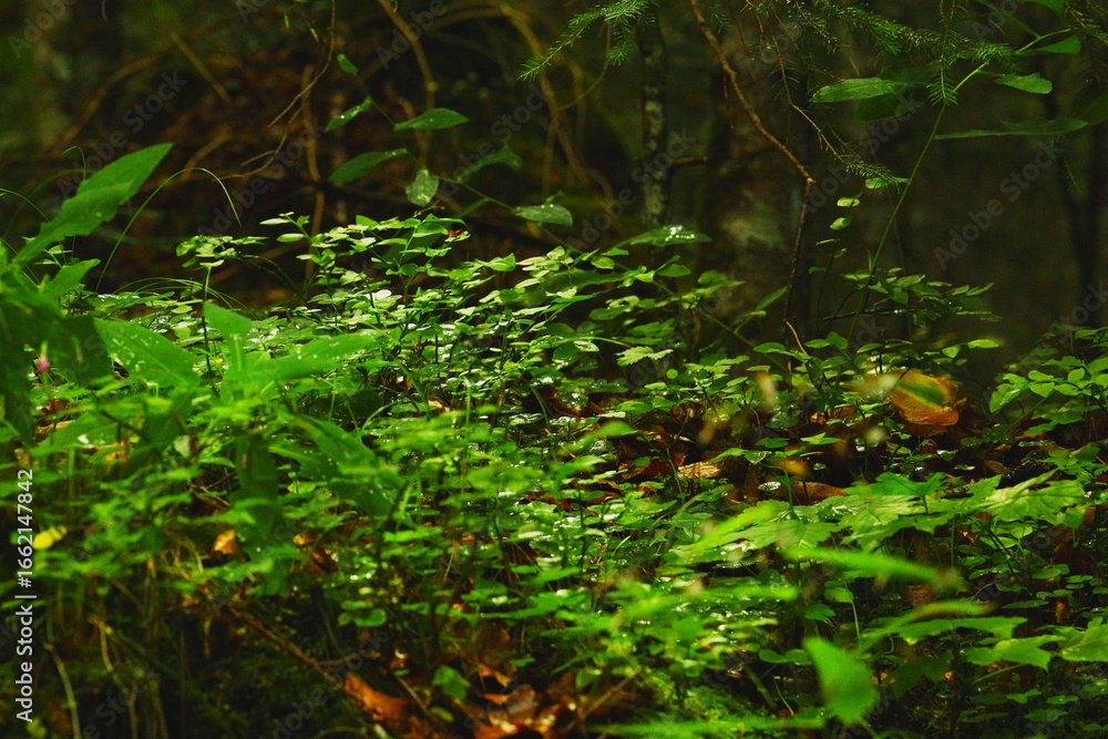 Close-up of green wet leaves with raindrops and small damage spots, natural forest foliage background with spruce needles. Close-up of green wet leaves with raindrops and small damage spots, natural forest foliage background with spruce needles.