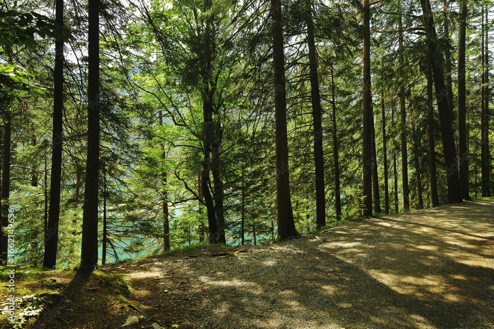 Obraz premium Sunny forest with tall trees and turquoise mountain lake in the background, peaceful natural landscape, summer travel concept.