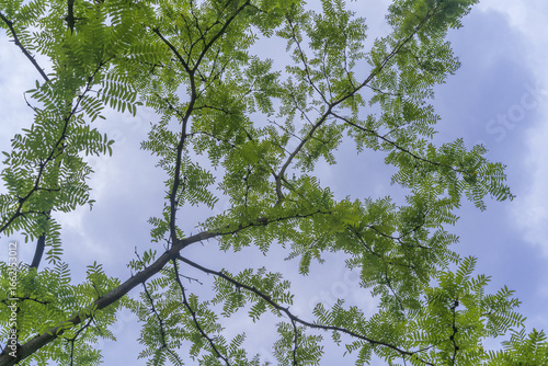 Fotografie Gleditsia triacanthos