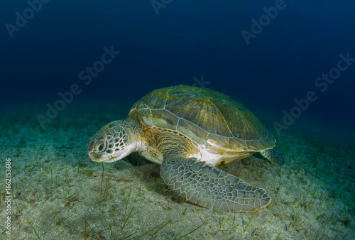 A turtle eats grass on the sandy sea floor.