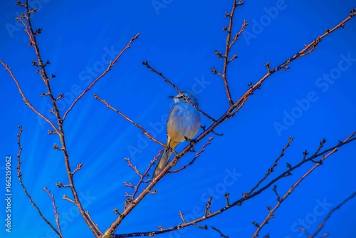 blue bird blue sky