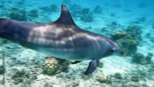 Wallpaper Mural Dolphin swimming near coral reefs Torontodigital.ca