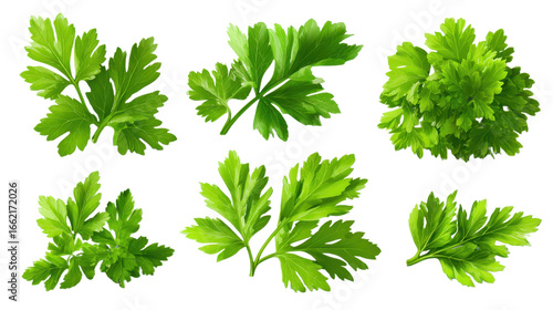 Fototapeta Naklejka Na Ścianę i Meble -  set of parsley fresh herb green isolated transparent