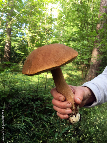 Vertical photo of a large boletus held in the hand.