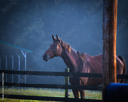 misty country morning