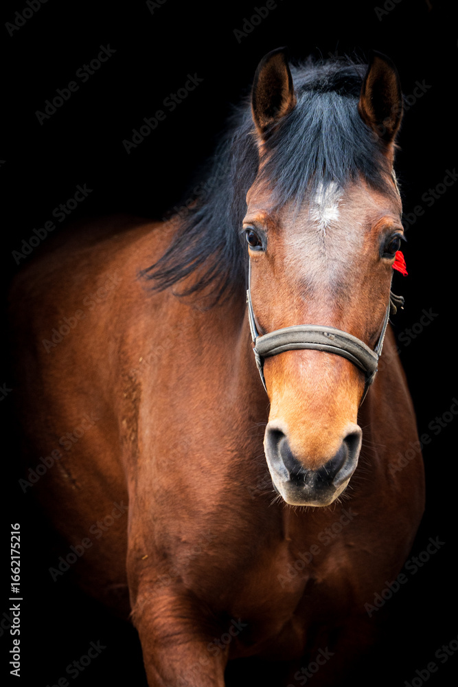 Obraz premium road, woman, people, bike, dog, couple, grass, farm, family, exercise, active, autumn, outdoors, travel, walking, park, cow, animal, path, field, street, trees, photography