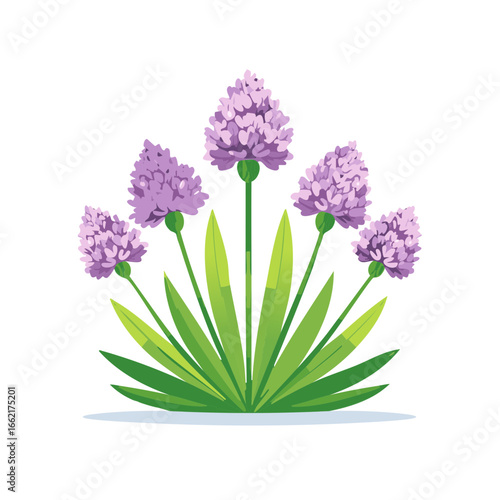 Charming Purple Allium Flowers Cluster with Lush Green Leaves, Adding a Touch of Botanical Elegance