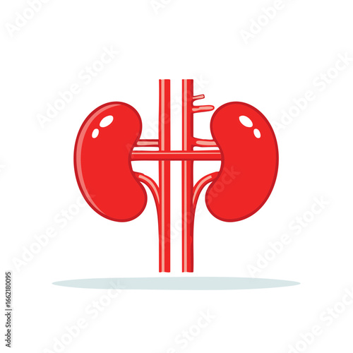 Simplified Cartoon Illustration of Human Kidneys with Vessels for Medical or Educational Use