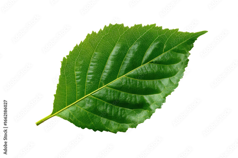 Fototapeta premium Natural green fresh leaf isolated on white background