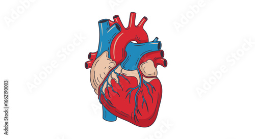 Stylized anatomical heart drawing with blue veins and red arteries for cardiology concepts and medical education on a white background