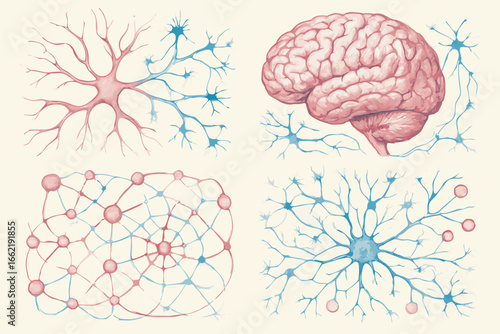 Brain Anatomy and Neural Network Illustration