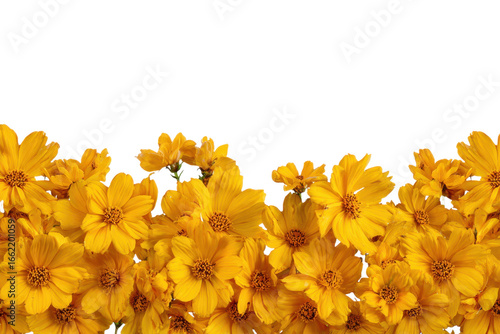 yellow flowers border isolated on transparent