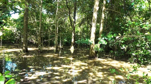 An impassable swamp. Swampy rainforest. A tropical forest swamp, forest bog with old tall-trunked trees of the pokossin type. North Sulawesi, Bunaken, Indonesia