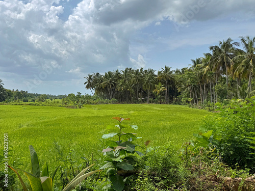 Rice field in the Sri Lankan country side.