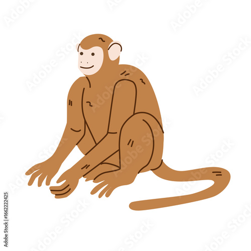 Flat vector monkey. Wild animal. Elements for promo poster or banner of zoo park. Wildlife theme. Design for poster, banner, placard, brochure	