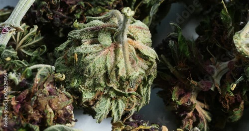 cannabis dry bud close up medical marijuana