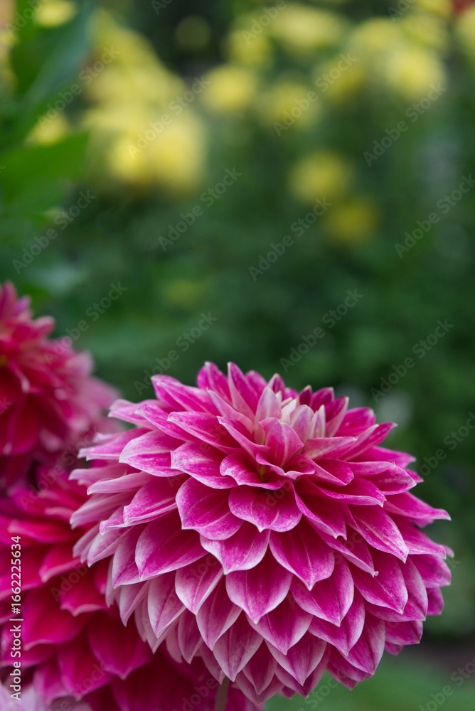 Fototapeta premium Magenta decorative Dahlia Garden