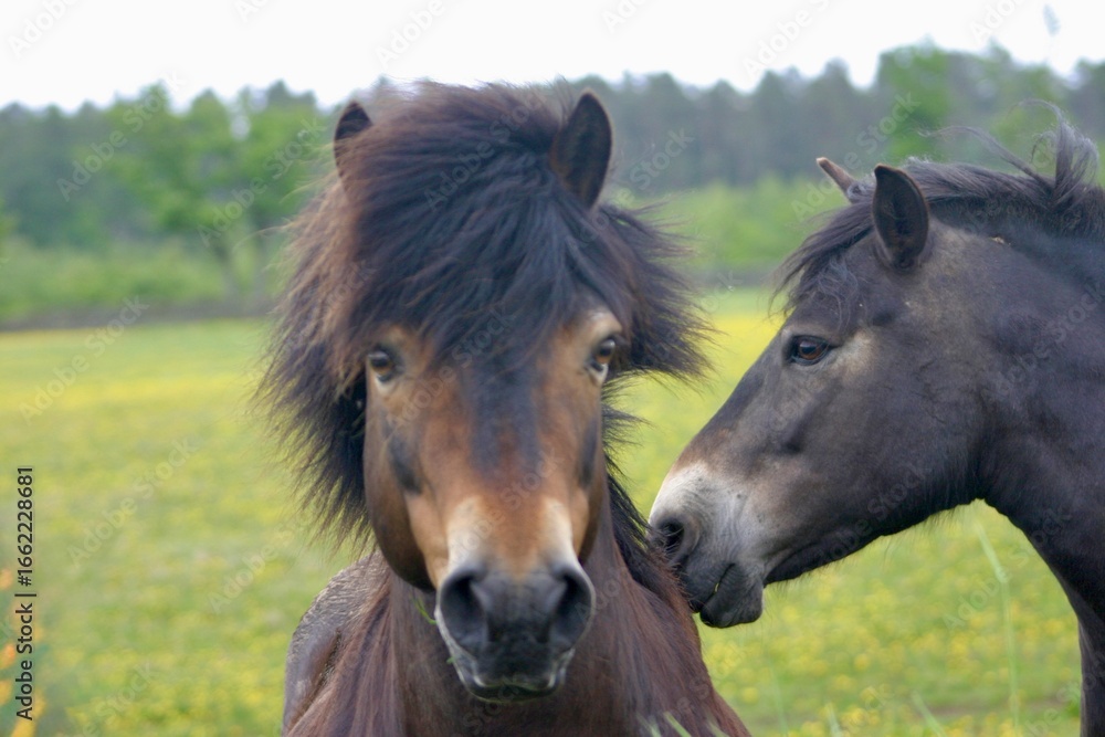 Fototapeta premium Two Exmoor pony’s in a field with their head together, showcasing their strong build and thick coat. The natural light highlights its unique and hardy features.