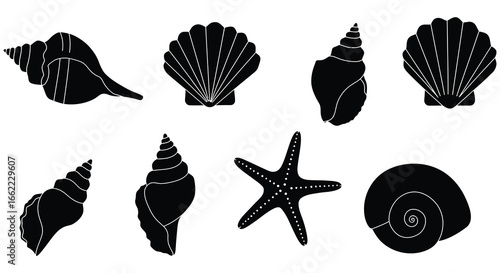 Black silhouettes of various seashells and starfish on a white background