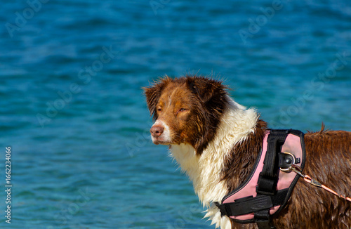 Dog standing on the Adriatic coast in summer