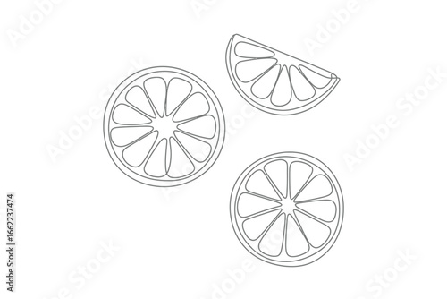 Hand drawn outline slices of citrus fruit on white background