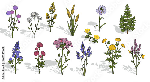 Diverse collection of botanical plants and flowers in detailed artwork