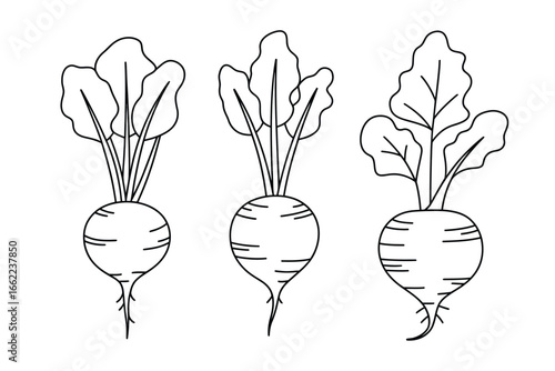 Three hand drawn beets with green leaves isolated on white background
