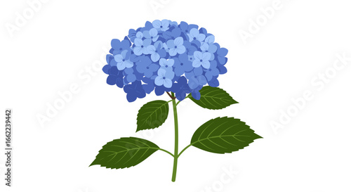 Blue hydrangea flower with green leaves on white background