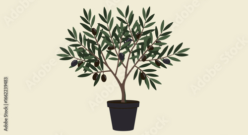 Potted olive tree with lush green foliage and black olives in minimalist style