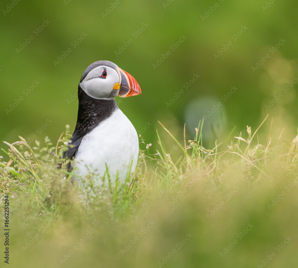 Naklejka premium atlantic puffin in iceland