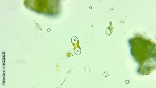 Diatom under the optical microscope 