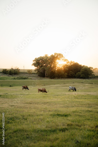 Texas longhorn cattle grazing in a Kansas pasture at sunset, showcasing their iconic wide horns and rustic beauty in a natural farm setting.