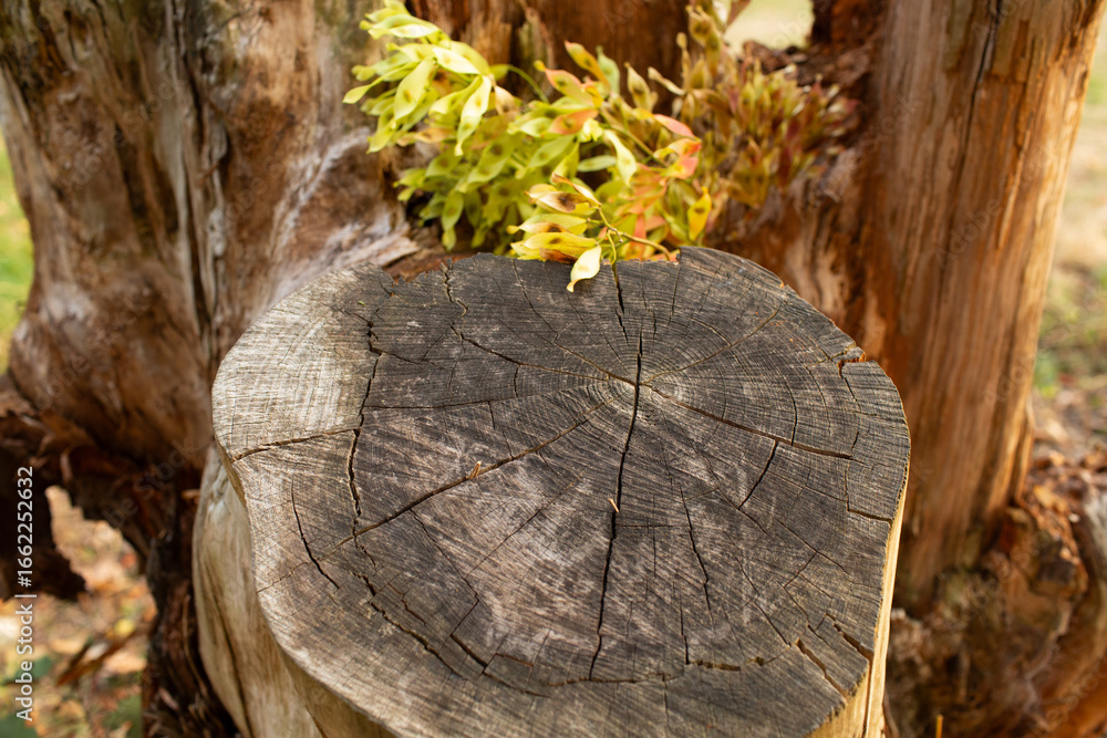 Fototapeta premium Macro shot of a tree stump with colorful maple seeds sprouting from a crack in the trunk. The old wood rings and deep cracks contrast with the vibrant new growth.